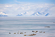 Crabeater seals (Lobodon carcinophagus) sleeping on the fast ice in Antarctic Sound, Antarctica, October.