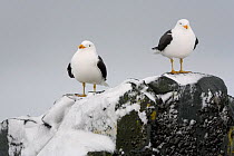 Pair of Kelp/Dominican/Southern black backed gulls (Larus Dominicanus) on a snowy rock. Antarctica, October.