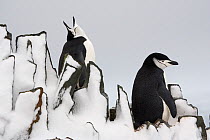 Chinstrap penguins (Pygoscelis antarcticus) on snowy rocks. Half Moon Island, South Shetland Islands, Antarctica, October.