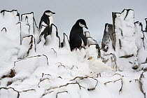 Chinstrap penguins (Pygoscelis antarcticus) and Snowy sheathbill (Chionis alba) on snowy rocks. Half Moon Island, South Shetland Islands, Antarctica, October.