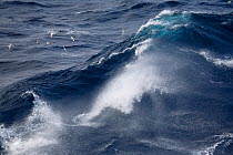 Pintado petrels (Daption capense) and Southern fulmars (Fulmarus glacialoides) avoid spray from a large wave in the Drake Passage, Southern Ocean, Antarctica, October.