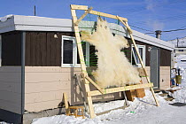 Polar bear (Ursus maritimus) skin stretched on a drying frame outside an Inuit home in Iqaluit, Nunavut, Canada, April 2008.