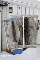Ringed sealskins stretched on a frame to dry outside an Inuit hunter's home in Pangnirtung. Nunavut, Canada, April 2008.