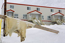 Polar bear (Ursus maritimus) skin hanging up to dry outside a modern apartment building in the Inuit community of Pangnirtung. Nunavut, Canada, April 2008.