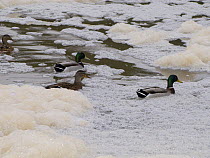 Mallard ducks and drakes (Anas platyrynchos) amongst river foam, bacterial pollution, caused by organic matter, natural or man made. Dorset, England, UK, November 2007.