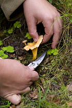 Boy cuts wild Chanterelle mushroom (Cantharellus sp.), in Scottish woods, UK, Europe, September 2007.