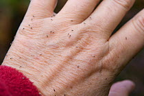 Scottish midges feed on a bare hand, UK, September 2007.