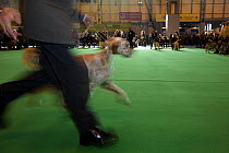 Man running with his English Setter to show its paces, Gundog Day, Crufts 2008. NEC, Solihull, England, UK, 2008.