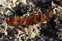 Reindeer lichen (Cladonia sp.) and the autumn russet catkins of Dwarf birch (Betula nana) on the tundra in Hurry Inlet. Scoresbysund, East Greenland, September.