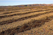 Bands of sorted stones running downhill, caused by frost and solifluction. Hurry Inlet, East Greenland, September 2005.
