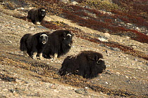 Family group of Muskox (Ovibos moschatus) graze on the foliage of a tundra slope in Nordbugten, Nordvest Fjord, East Greenland, September.