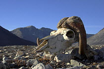 Muskox (Ovibos moschatus) skull in the valley at Eleonora Bay, North-East Greenland National Park, September 2005.