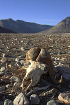 Muskox (Ovibos moschatus) skull in the valley at Eleonora Bay, North-East Greenland National Park, September 2005.