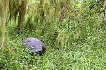 Galapagos giant tortoise (Geochelone elephantophus porteri) grazing in habitat. Santa Cruz, Galapagos, January.