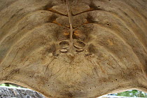 Inside the shell of a Giant tortoise (Geochelone elephantophus porteri) The Primicias Farm, Santa Cruz, Galapagos, January.