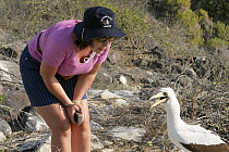 Visitor approaches Nazca booby (Sula dactylatra granti) on rock. Punta Suarez, Espanola, Galapagos, January.