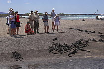 Marine iguanas (Amblyrhynchus cristatus) and visitors survey each other on the shore at Punta Espinosa, Fernandina. Galapagos, January 2005.