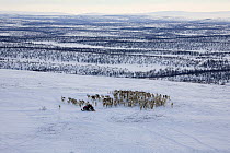 Saami herder rounding up stray Reindeer (Rangifer tarandus) at their winter pastures near Kautokeino. Finnmark, North Norway, March 2007.
