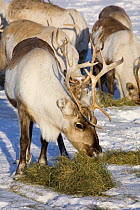 Reindeer (Rangifer tanrandus) eating hay to supplement their diet of lichens in the winter time. Kautokeino, Finnmark, North Norway, March 2007.