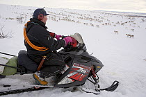 Saami reindeer herder driving snowmobile behind Reindeer (Rangifer tarandus) herd at their winter pastures. Finnmark, North Norway, March 2007. Editorial use only.