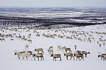 Herd of Reindeer (Rangifer tarandus) grazing at their winter pastures on the tundra near Kautokeino. Finnmark, North Norway, March 2007.