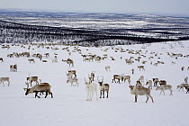 Herd of Reindeer (Rangifer tarandus) grazing at their winter pastures on the tundra near Kautokeino. Finnmark, North Norway, March 2007.