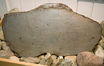 Meteorite cut in half, found near Savissvik in Northwest Greenland, September 2008.