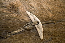 Traditional Thule culture toggle hitch made from bone and used to attach a dog team to a sled. Qaanaaq, Northwest Greenland, September 2008.