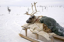 Weak Reindeer (Rangifer tarandus) being carried on herder's sled. Yamal, Northwest Siberia, Russia, February.