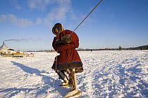 Nenets herder attempting to control a Reindeer (Rangifer tarandus) he has just lassoed. Yamal, Northwest Siberia, Russia, February 2007.