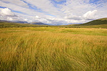 Grass meadow in the Bolshaia Paipudyna Valley. Polar Ural Mountains, Yamal, Western Siberia, Russia, Summer 2007.