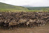 Herd of Reindeer (Rangifer tarandus) at their summer pastures in the Polar Ural Mountains. Yamal, Western Siberia, Russia, Summer 2007.