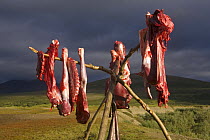 Reindeer (Rangifer tarandus) meat hanging up to dry at a Khanty herders' camp in the Polar Ural Mountains. Yamal, W. Siberia, Russia, Summer 2007.