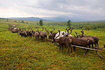 Khanty herders with Reindeer (Rangifer tarandus)beginning their autumn migration south through the Polar Ural Mountains. Yamal, Western Siberia, Russia, Summer 2007.
