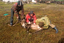 Khanty herder using his teeth to castrate a young bull Reindeer (Rangifer tarandus) at summer pastures in the Polar Ural Mountains. Yamal, Western Siberia, Russia, Summer 2007. Editorial use only.