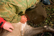 Khanty herder using his teeth to castrate a young bull Reindeer (Rangifer tarandus) at summer pastures in the Polar Ural Mountains. Yamal, Western Siberia, Russia, Summer 2007.