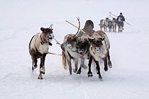 Khanty men and Reindeer (Rangifer tarandus) during a race at Spring festival in the village of Pitlyar. Yamal, Western Siberia, Russia, August 2008.