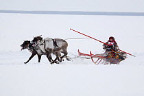 Khanty woman competing in a Reindeer (Rangifer tarandus) racing competition at a Spring festival in the village of Pitlyar. Yamal, Western Siberia, Russia, August 2008.