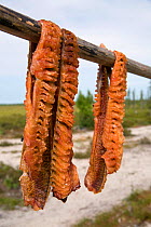 Ide (Leuciscus idus) fish hanging up to dry at a Forests Nenets summer camp. Purovsky, Yamal, Western Siberia, Russia, August 2008.