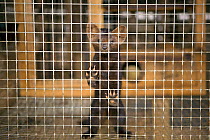 Siberian sable (Martes zibellina) in cage at a fur farm in the Yamal, Western Siberia, Russia, August 2008.