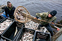 Young Selkup fishermen unloading their catch at Bistrinka. Purovsky Region, Yamal, Western Siberia, Russia, August 2008. Editorial use only.
