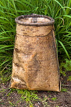 Birch bark container used by the Selkup to collect berries. Purovsky Region, Yamal, Western Siberia, Russia, August 2008.