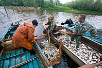 Selkup fisherman working at a fish trap near Utinka. Purovsky Region, Yamal, Western Siberia, Russia, August 2008.