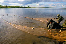 Selkup fishermen hauling their net on the Puryakhar River near Bistrinka. Purovskiy Region, Yamal, Western Siberia, Russia, August 2008.