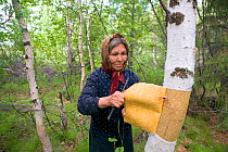 Selkup woman cutting bark from Birch tree (Betula) to make a traditional basket near Bistrinka. Purovskiy Region, Yamal, Western Siberia, Russia, August 2008. Editorial use only.