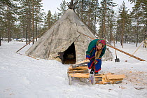Elderly Forest Nenets woman collecting firewood at her winter camp in the Purovsky region of the Yamal. Western Siberia, Russia, February 2009. Editorial use only.
