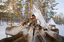 Forest Nenets herder feeding frozen fish to Reindeer (Rangifer tarandus) at his winter camp in the Purovsky region of the Yamal. Western Siberia, Russia, February 2009.