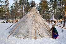 Forest Nenets woman beating snow off her tent at a winter reindeer herders' camp in the Purovsky region of the Yamal. Western Siberia, Russia, February 2009.