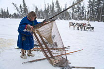 Forest Nenets man checking a fish trap on a frozen river in the Purovsky region of the Yamal, with Reindeer (Rangifer tarandus) in background. Western Siberia, February 2009.