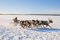 Nenets man competing in a Reindeer (Rangifer tarandus) race at a herders festival in the Yamal. Western Siberia, Russia, February 2009.